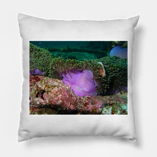 Anemone in current Pillow