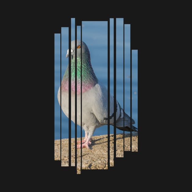 Pigeon Streetwear by PigeonHub