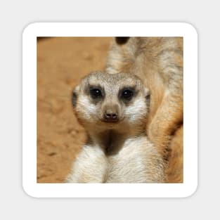 Meerkat 016 Magnet