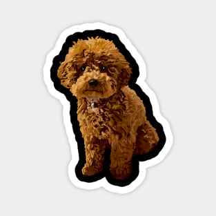 Ginger the Toy Poodle Magnet