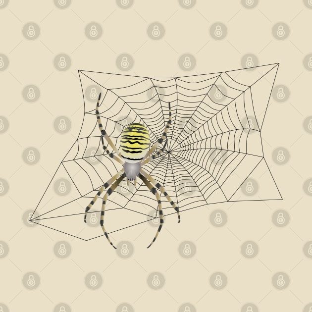 spider on web by Viktoria1703