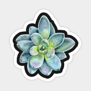 Sublime Succulent Magnet