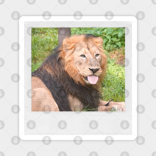 LION Cute Lion With Tonge Out Jungle Nature Cats & Kittens Picture Magnet by blueversion