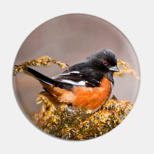 Eastern Towhee Pin