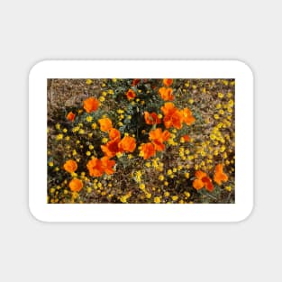 Nature, Wildflowers, Flowers, California, Poppies Magnet