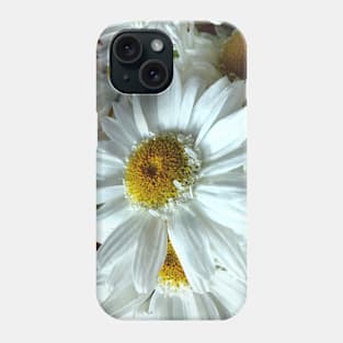 Beautiful white gerbera daisy in focus Phone Case