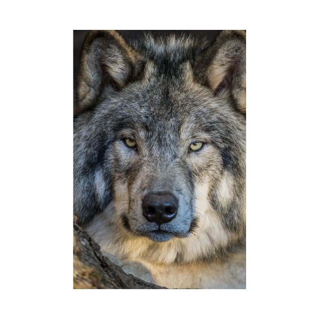 Timber Wolf Portrait by jaydee1400