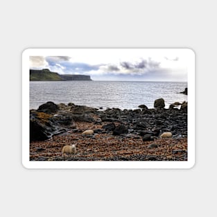 Sheep feeding on seaweed, Skye Magnet