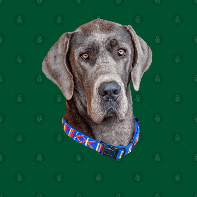 Head of a Blue Great Dane by dalyndigaital2@gmail.com