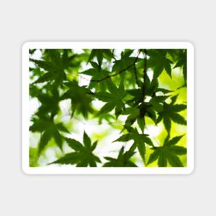 Photography - Spring leaves Magnet