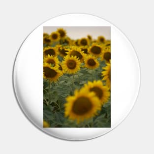 Sunflowers in closeup at sunset Pin