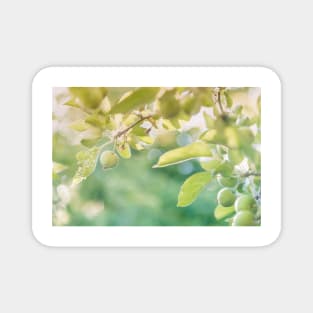 Little Springtime Apples and Leaves Magnet