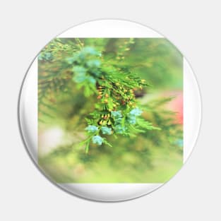 Fresh Greenery and Plant Life- Pine tree, plants, bokeh background Pin