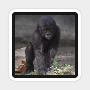 Western Lowland Gorilla Magnet