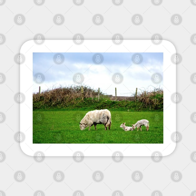 Sheep on Aughris Coastal Walk, Co. Sligo, Ireland Magnet by irishmurr