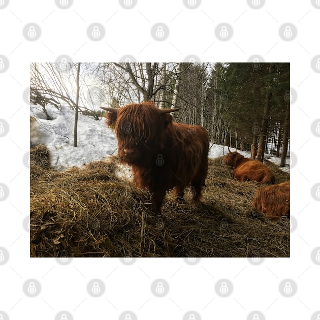 Scottish Highland Cattle Calf 1923 by SaarelaHighland