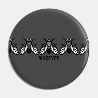 Drosophila Fruit Fly Wild Type Genetics Evolution Pin