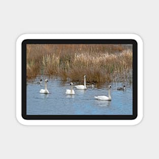 Tundra Swans Magnet