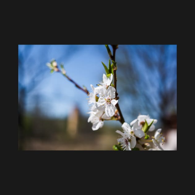 Blooming apple-tree branch by lena-maximova