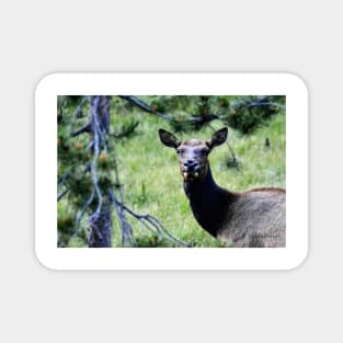 Elk in Rocky Mountain National Park Magnet