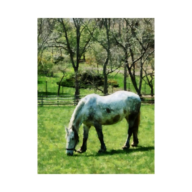 Horses - Appaloosa in Pasture by SusanSavad