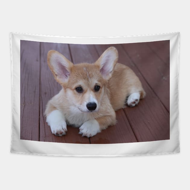 Welsh Corgi Tapestry by kawaii_shop