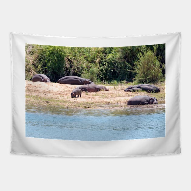 Hippo Family in Kruger National Park - South Africa Tapestry by holgermader