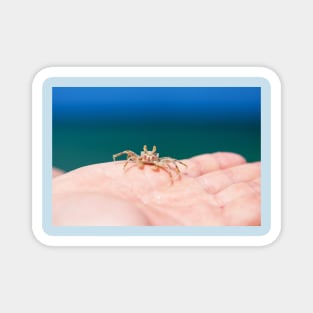 Little crab on human hand against blue sky and green ocean Magnet