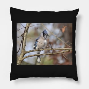 BlueJay on a branch Pillow