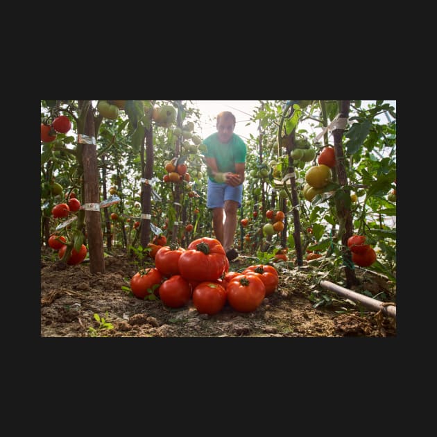 Caucasian farmer picking tomatoes by naturalis