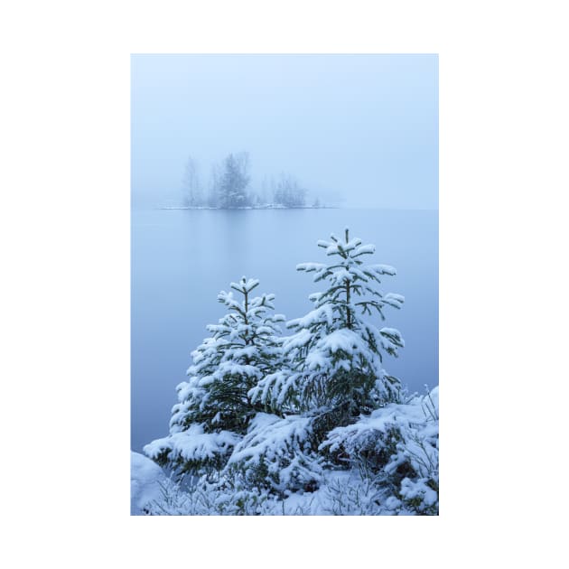 Foggy winter lake and spruce trees by Juhku