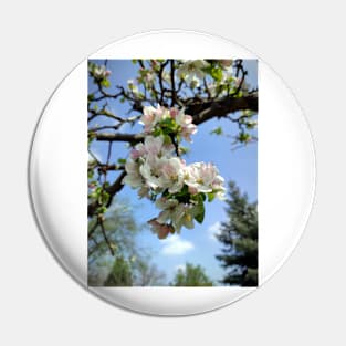 Apple blossoms on an old tree Pin