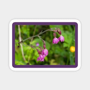 Red Campion after rain Magnet