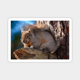 Gray Squirrel Magnet