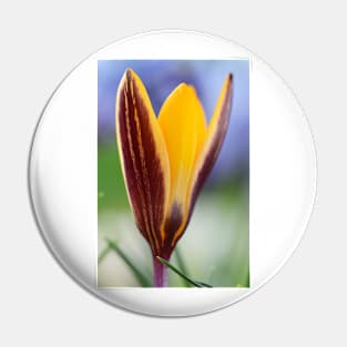 Crocus angustifolius  AGM  Cloth-of-gold crocus Pin