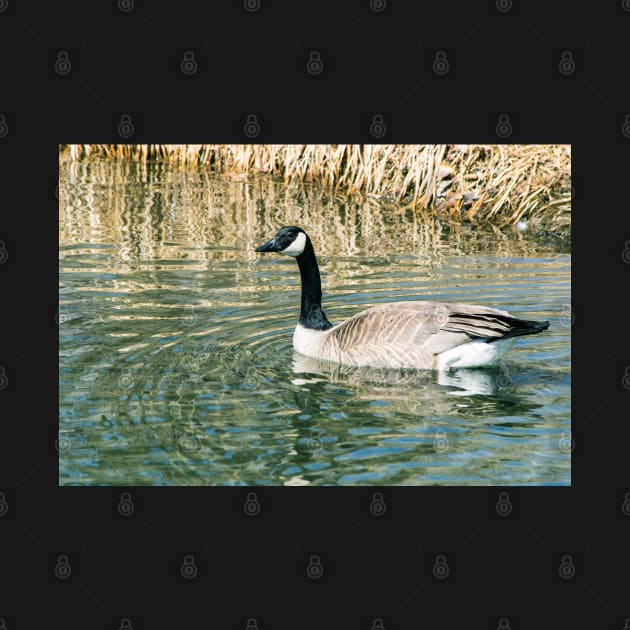 Geese on the pond by CanadianWild418