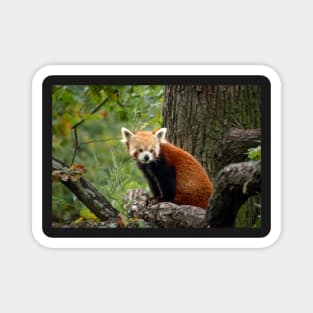 Cute Red Panda Magnet