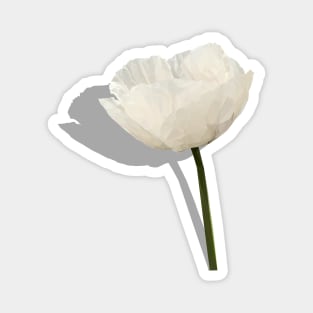 White Poppy - Symbol of Peace Magnet