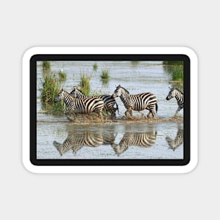 Zebras Crossing Magnet