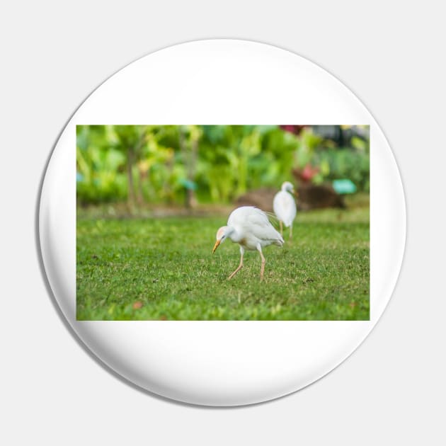 Cattle Egret 2 + 2 Pin by KensLensDesigns