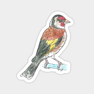 European Goldfinch Magnet