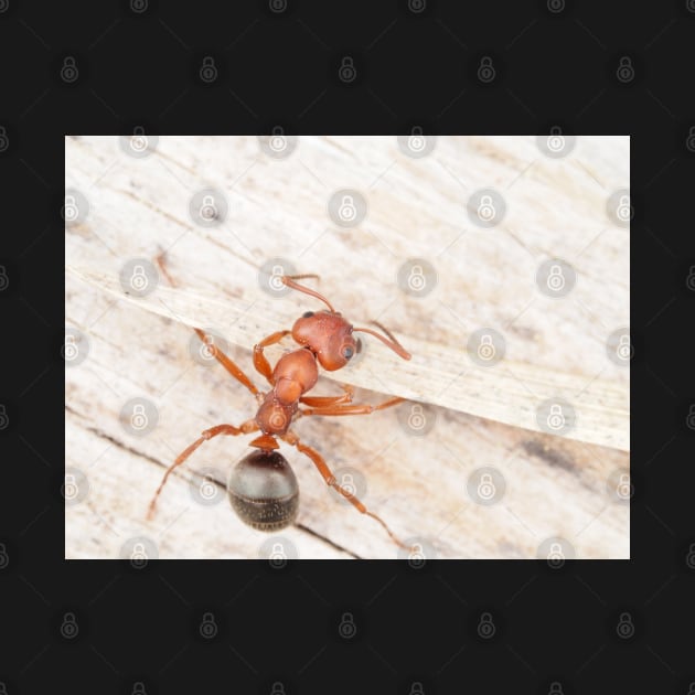 Tiny red-black ant, probably Formica aserva by SDym Photography