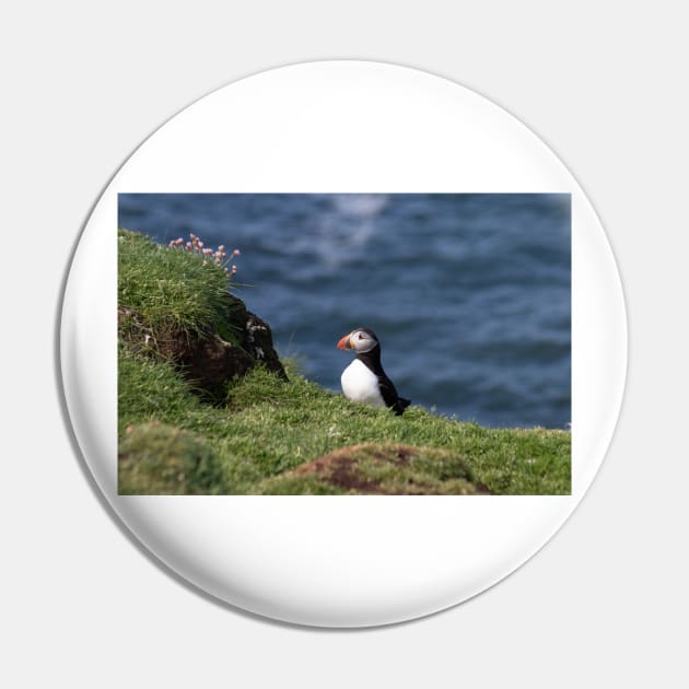 Puffin on the edge of a cliff Pin by HazelWright