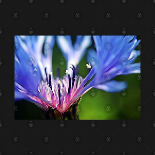 Cornflower Floral Macro Art by InspiraImage