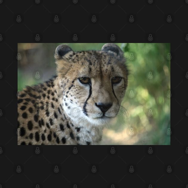 Cheetah by LeanneAllen