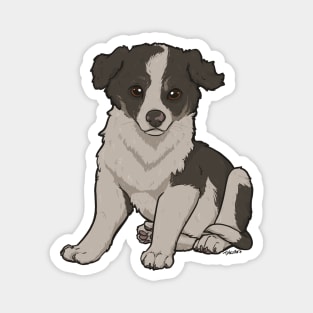 Border Collie Puppy Magnet