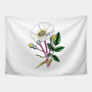 Wild Rose-This is a vintage print Circa 1800-1900 Tapestry