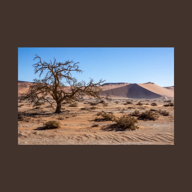 Acacia tree in the desert. by sma1050