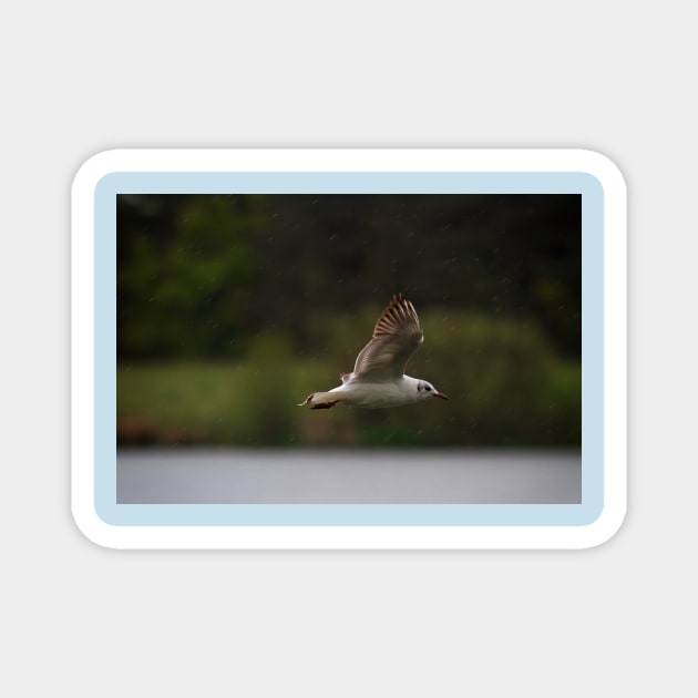 Gull flying in rain Magnet by Violaman