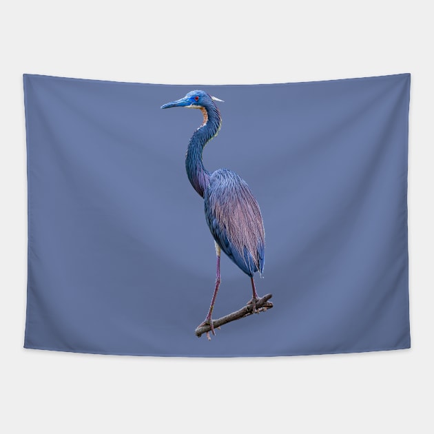 Tri Coloured Heron Tapestry by dalyndigaital2@gmail.com